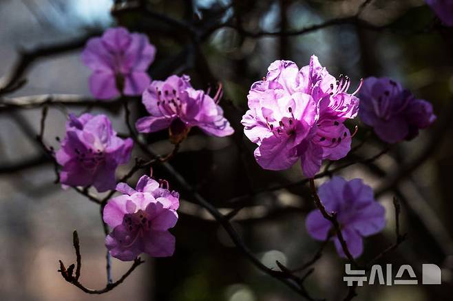 [남해=뉴시스] 차용현 기자 = 경남 남해군 상주면 인근 산기슭에서 꽃망울을 터뜨린 진달래. 2026.03.22. con@newsis.com