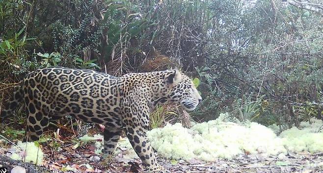 [서울=뉴시스] '전설 속의 동물'로 불릴 만큼 극도로 희귀한 '클라우드 재규어(Cloud Jaguar)'가 10년 만에 야생에서 모습을 드러냈다. (사진=Panthera-Honduras 페이스북 캡처) *재판매 및 DB 금지