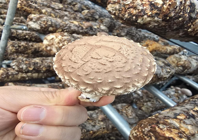 일라이트를 활용해 표고버섯을 재배한 모습. 영동군 제공