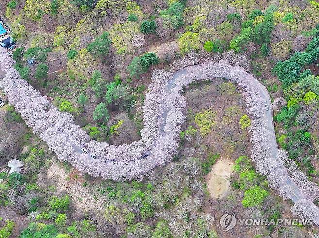늦은 봄이 오는 길 [촬영 양지웅]