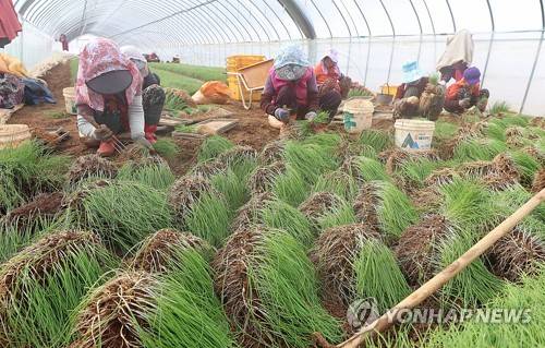 달래 [연합뉴스 자료 사진]