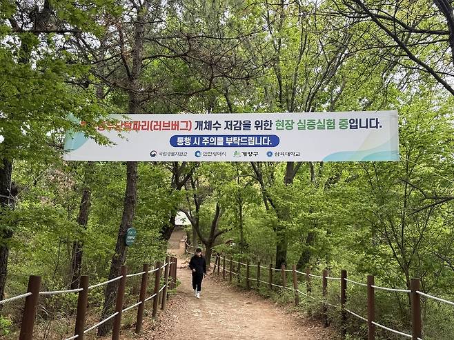 ▲ 계양산 정상부에 러브버그 개체수 저감을 위한 현장 실증 안내 현수막이 설치됐다. /김소연 수습기자 kimsoyeon330@incheonilbo.com