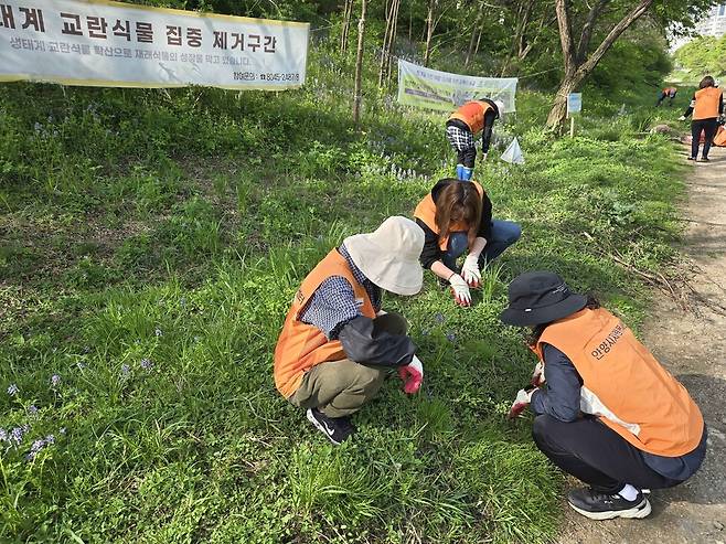 우리 마을 탄소중립 실험실 리빙랩 참여 시민들이 학의천에서 생태계 교란종을 퇴치하고 있다. <안양시 자원봉사센터 제공>
