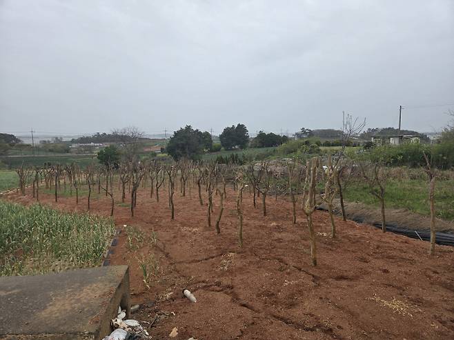 22일 오전 전남 무안군 망운면 송현리 한 밭. 양 쪽에 조성된 양파·마늘밭들 사이 붉은 흙 위로 무화과나무가 1~2m 간격으로 빽빽하게 심겨져 있었다. /임지섭 기자 ljs@namdonews.com