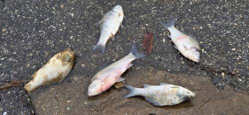 인제군 남면 소양호 상류 일원에서 붕어류가 집단 폐사해 내수면 어업인들의 손실이 막심하다.