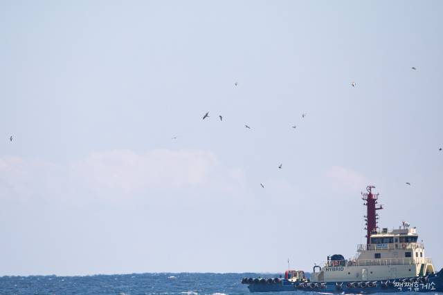 울산 앞바다를 지나가는 작업선 상공에서 갈매기 무리와 어울려 비행하는 군함조(중앙 가장 큰 새). 뇌의 절반만 잠드는 ‘반쪽 잠’ 비행을 하는 희귀 열대 조류로 울산에서 매우 드물게 관찰된다. 짹짹휴게소 홍승민 대표 제공