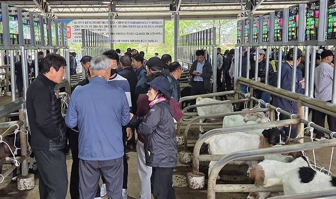 ▲ 염소 스마트 경매시장 개장식이 열린 22일 농민들이 경매장을 둘러보며 입찰가를 의논하고 있다. 권오석 기자