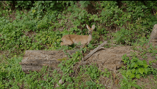 고라니 (사진 이강운 대기자)/뉴스펭귄