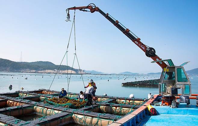 최근 바다 숲이 급격히 줄어들고 있다. 사진은 독자 이해를 돕기 위한 이미지로 기사 특정 내용과 관계 없음. (사진 클립아트코리아)/뉴스펭귄