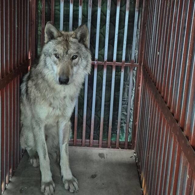 대전 동물원 오월드에서 유실됐던 늑대 '늑구'가 9일 만에 포획된 가운데 서울어린이대공원과 서울대공원 등 수도권 주요 동물원들도 시설 점검과 모의훈련 등 대응 체계를 강화하고 있다. /이장우 대전시장 페이스북