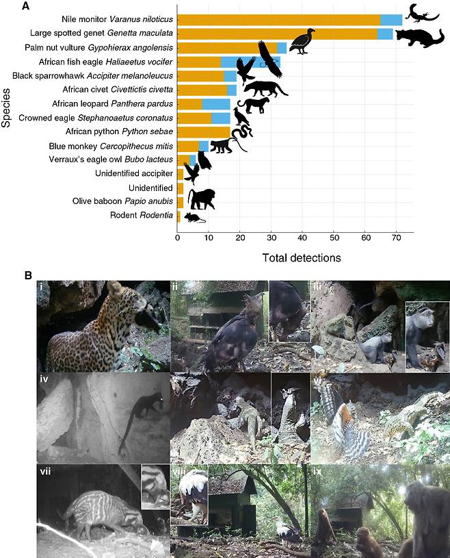 (A) 368일간 우간다 파이썬 동굴 앞에 설치한 카메라로 확인한 야생동물의 박쥐 접촉 사례. 파란색은 박쥐를 잡거나 사체를 먹은 사례이고, 주황색은 동굴에서 활동이 탐지된 사례다. (B)이 기간 야생동물 14종이 마버그 바이러스의 숙주인 과일박쥐와 접촉한 사례 321건이 촬영됐다./커런트 바이올로지