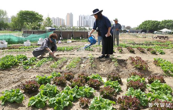 서울 강동구가 강일동에 운영하는 친환경 텃밭 ‘가래여울 1텃밭’  / 신원건 기자 laputa@donga.com