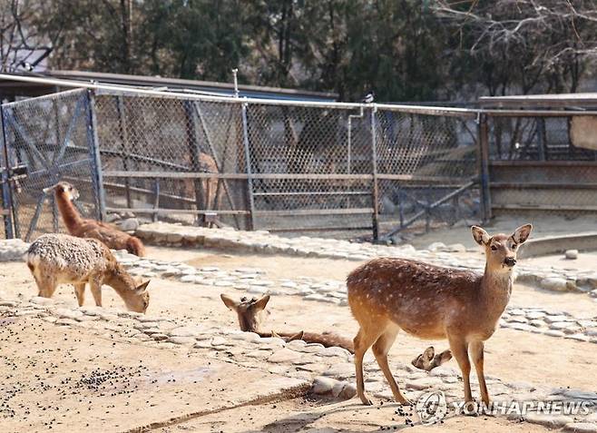 광명서 사슴 5마리 탈출 '비상'…'늑구' 이어 또다