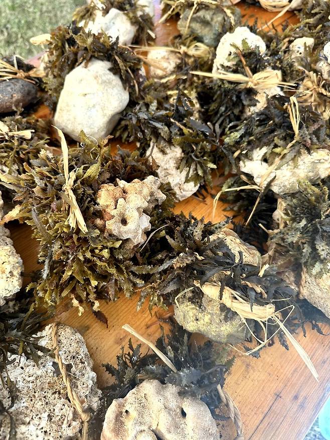 2025년 8월 하와이 카우아이 섬에서 열린 리무 페스티벌 중 리무 이식 이벤트를 위해 돌에 멘 리무칼라. 이솔 제공