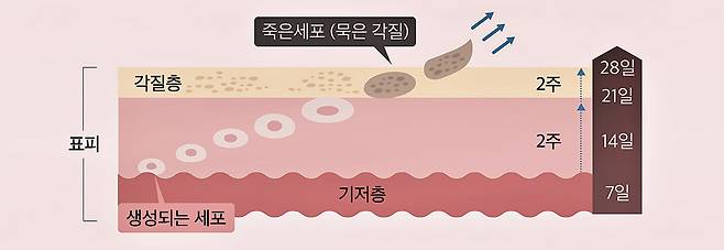 표피 가장 아래층(기저층)에서 생성된 새로운 세포가 약 28일 주기로 표피로 이동해, 각질 세포로 탈락하는 '턴오버'과정. /그래픽=김민선
