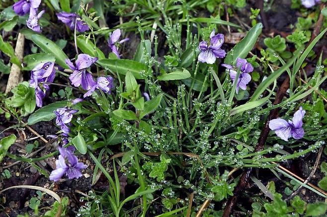 고덕수변생태공원의 제비꽃. 고덕동 생태·경관보전지역에서는 다양한 종류의 식물이 서로 조화를 이루며 서식한다.
