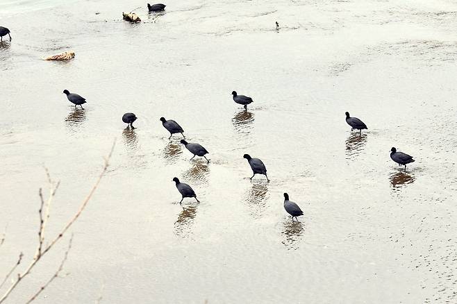 고덕천에서 휴식을 취하는 물닭.