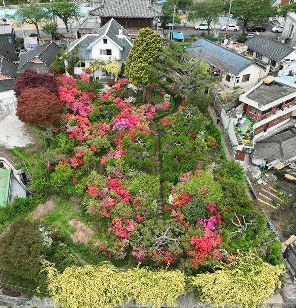 순천 고산의원장 가옥에 봄꽃이 만발해 있다. [순천시 제공]