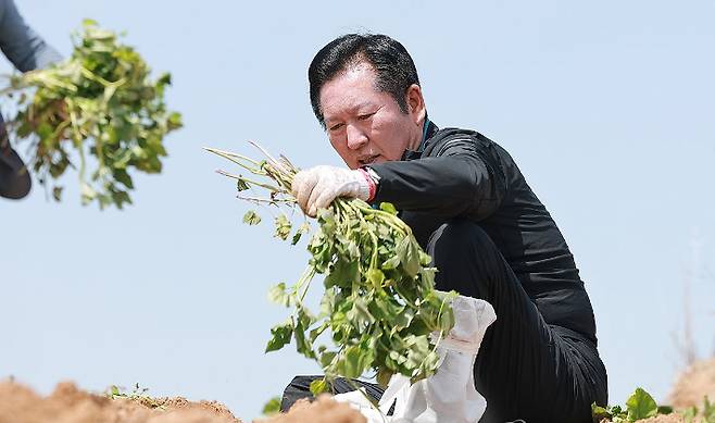 더불어민주당 정청래 대표가 21일 경남 통영시 욕지도 고구마 재배 현장을 찾아 고구마 순을 심고 있다. 연합뉴스