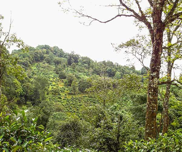 자연림 사이 물 빠짐이 좋은 경사지에서 간벌 재배하는 차나무.