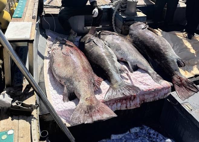 지난 19일 부산에서 잡힌 돗돔의 일부. 연합뉴스