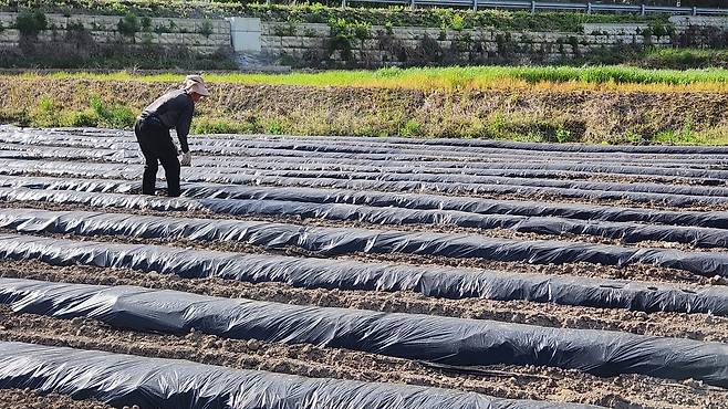 임실군의 한 밭에서 두둑에 필름을 씌우고 있는 유남규씨. [촬영 나보배]