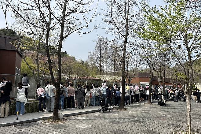 광주 우치동물원이 지난 1일부터 수의사와 사육사가 직접 설명하는 동물 해설·교육 프로그램 ‘동물과 사는 남자’를 운영 중인 가운데 지난해 실내동물원에서 구조된 호광이의 사연을 듣기 위해 모인 관람객들로 북적이고 있다.<광주시 제공>