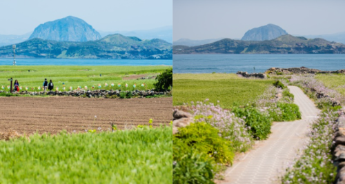 가파도 돌담