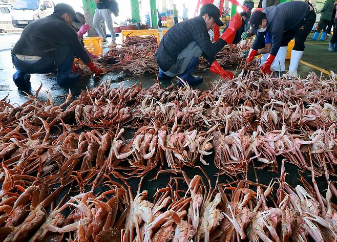 구룡포 대게 경매 장면. / 경북매일 DB