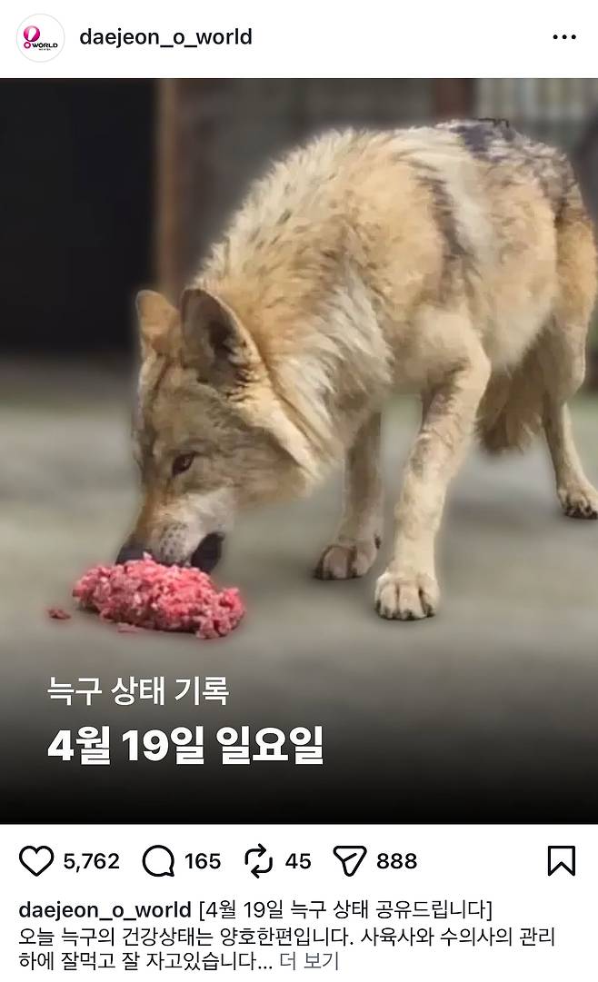 19일 늑구 상태 기록.(출처=오월드 공식 인스타그램 캡처)