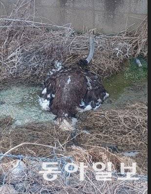 지난해 3월, 경기 시흥시 서울외곽순환도로 인근에서 발견된 타조는 1시간여 만에 주변 하천에서 포획됐다. 경기소방 제공