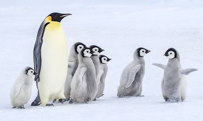 남극에서 걷고 있는 황제펭귄과 새끼들. Klein & Hubert/세계자연기금 제공