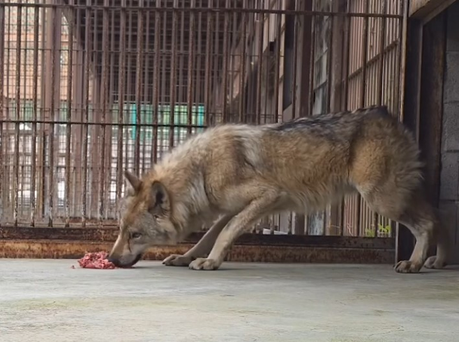 대전 오월드를 탈출했다 돌아온 늑대 ‘늑구’가 지난 20일 먹이를 먹고 있다. 오월드 홈페이지 캡처