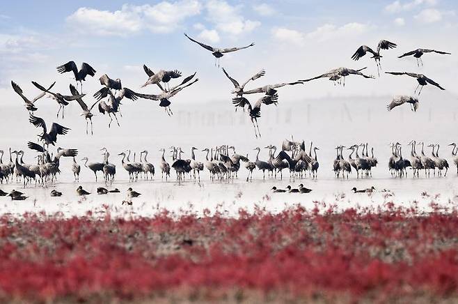 [순천=뉴시스] 순천만 흑두루미와 칠면초. (사진=순천만 제공) 2026.04.23. photo@newsis.com *재판매 및 DB 금지