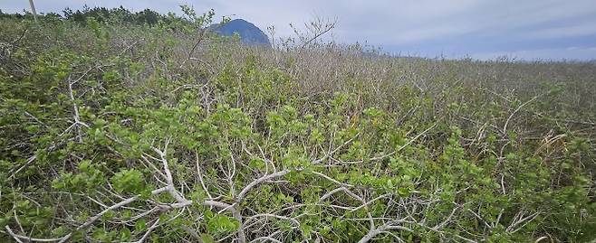 제주도가 해안사구의 ‘파수꾼’이자 ‘탄소 저장고’ 역할을 하는 순비기나무 군락지 조성에 나섰다.  사진은 사계해안도로에서 자라고 있는 순비기나무. 제주 강동삼 기자