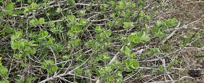 봄을 맞아 서귀포시 안덕면 사계해안에 제주 자생식물 순비기나무가 잎을 피웠다. 제주 강동삼 기자