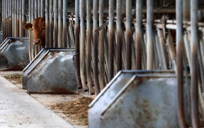 홍성 한우 농가 [촬영 김준범]