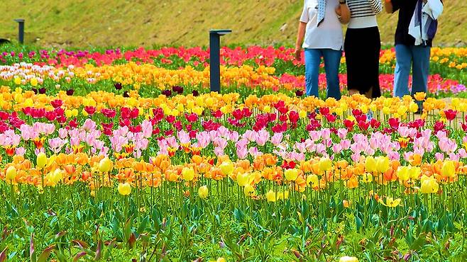 형형색색의 튤립 [고창군 제공. 재판매 및 DB 금지]