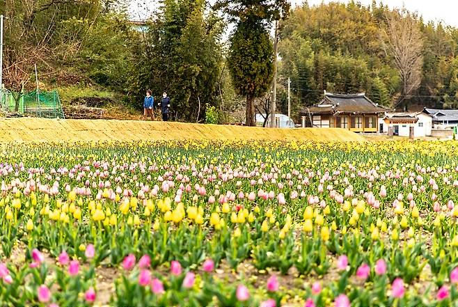 봄기운 가득 [고창군 제공. 재판매 및 DB 금지]