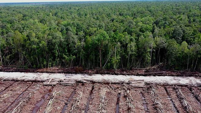 탄소중립 포장재를 만드는 과정에서 인도네시아 열대우림이 벌채된 정황이 드러났다. (사진 Aidenvironment)/뉴스펭귄