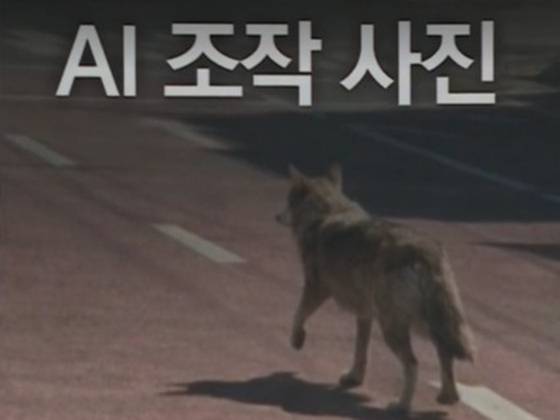 40대 A씨가 유포한 가짜 늑구 사진. 〈사진=JTBC 자료화면 캡처〉