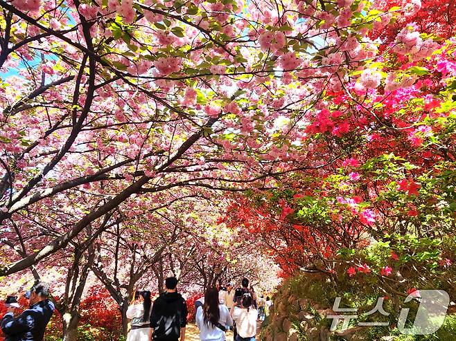 완연한 봄 날씨를 보인 24일 전북 전주시 완산공원 꽃동산에 상춘객들의 발길이 이어지고 있다. 2026.4.24 ⓒ 뉴스1 임충식 기자