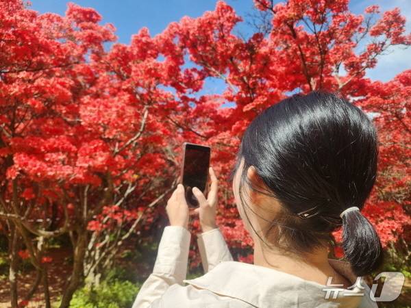 24일 전주시 완산꽃동산에 온 상춘객이 꽃을 촬영하고 있다./뉴스1