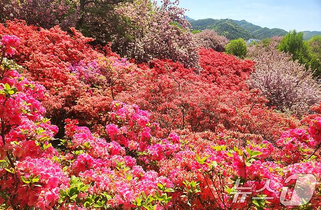 완연한 봄 날씨를 보인 24일 전북 전주시 완산공원 꽃동산에 철쭉과 겹벚꽃 등 봄꽃들이 활짝 피어 있다. 2026.4.24 ⓒ 뉴스1 임충식 기자