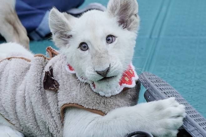 아기 백사자 '보문이' [대전아쿠아리움 제공. 재판매 및 DB 금지]