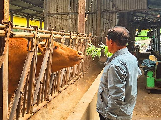 경북 울릉군 울릉읍 사동2리 박용수(83) 이장. 홍준기 기자