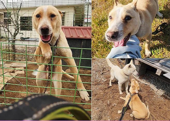 (왼쪽부터 시계방향으로) 산책줄을 보고 환하게 웃는 밤비, 들판에 처음 나온 밤비, 기어서 흰돌이에게 다가가는 밤비. ⓒ유재연