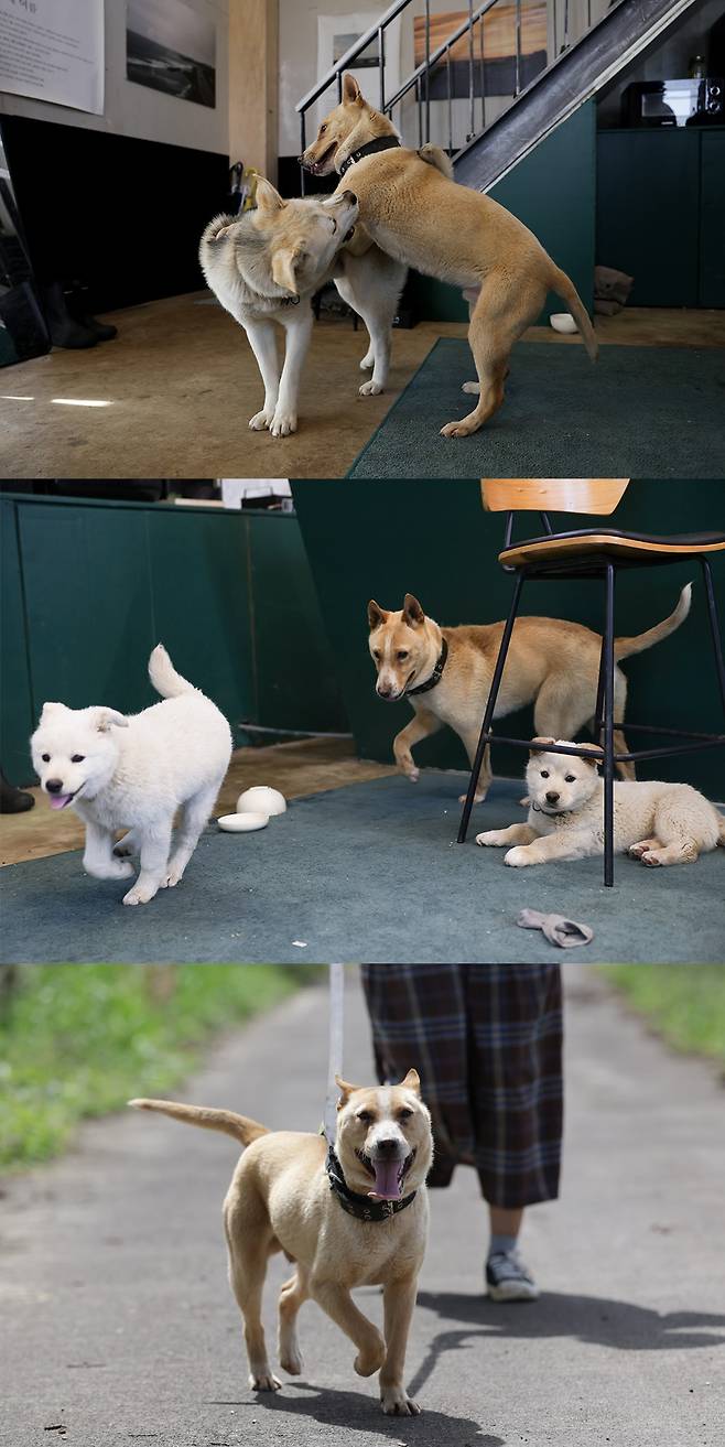 친구와 노는 밤비, 산책하는 밤비. 목장개 우도(맨 위), 우도의 동생 동동이(두 번째 사진 왼쪽), 우동이(두 번째 사진 오른쪽). ⓒ최은창 방끗사진관 대표