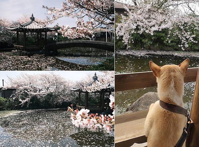 벚꽃 구경하는 밤비, 아름다운 마을. ⓒ 유재연