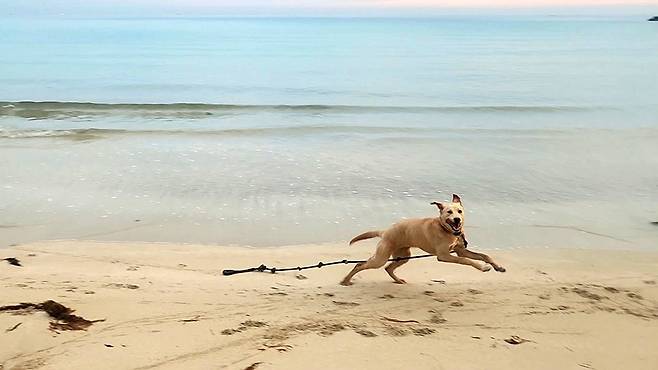 바다에서 뛰노는 밤비. ⓒ유재연